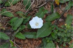 Merremia umbellata
